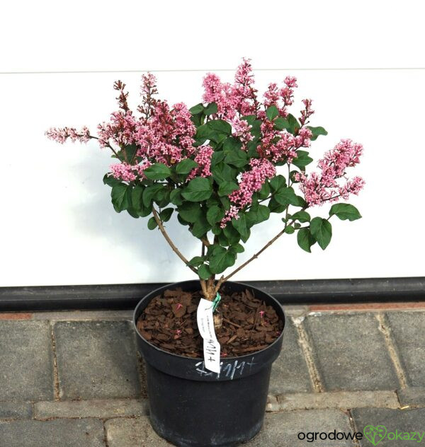 LILAK MEYERA LITTLE ROSIE PBR Syringa meyeri 'Little Rosie' PBR