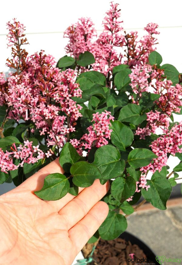 LILAK MEYERA LITTLE ROSIE PBR Syringa meyeri 'Little Rosie' PBR