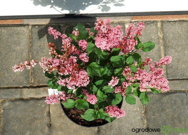 LILAK MEYERA LITTLE ROSIE PBR Syringa meyeri 'Little Rosie' PBR