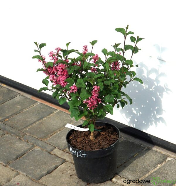 LILAK MEYERA LITTLE ROSIE PBR Syringa meyeri 'Little Rosie' PBR