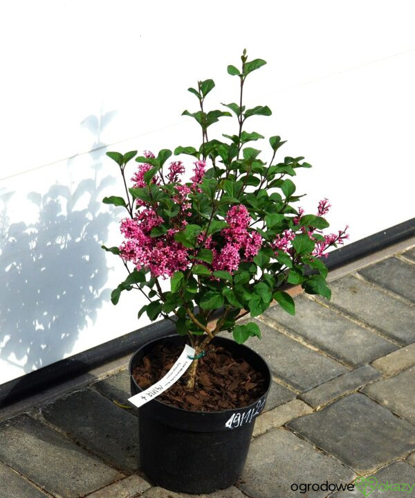 LILAK MEYERA LITTLE ROSIE PBR Syringa meyeri 'Little Rosie' PBR