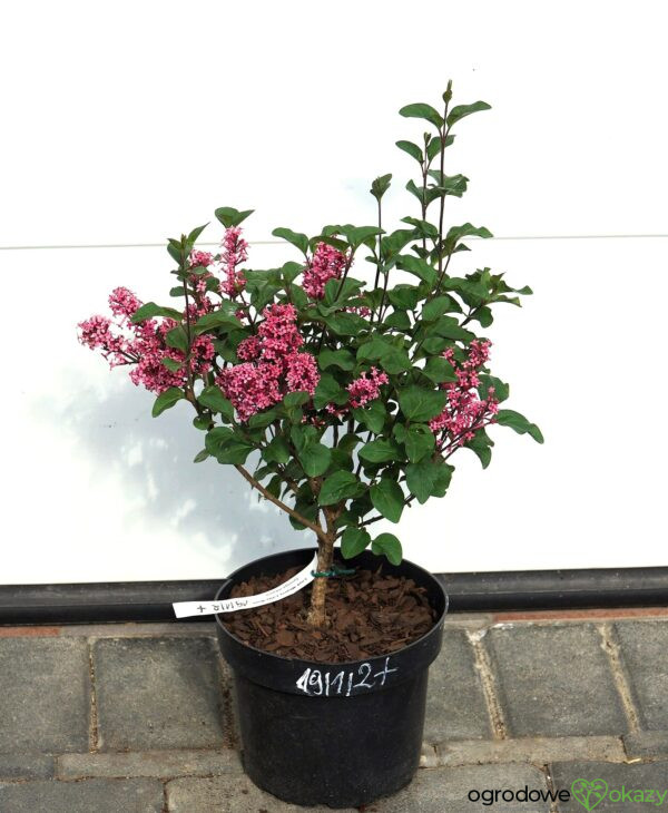 LILAK MEYERA LITTLE ROSIE PBR Syringa meyeri 'Little Rosie' PBR