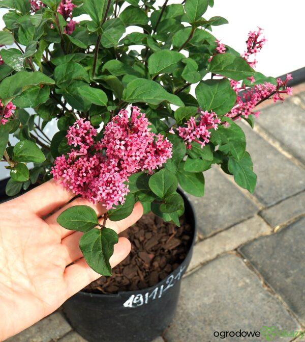 LILAK MEYERA LITTLE ROSIE PBR Syringa meyeri 'Little Rosie' PBR
