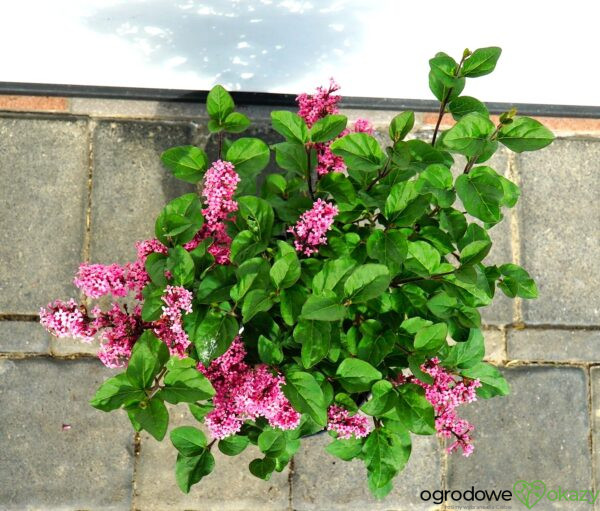 LILAK MEYERA LITTLE ROSIE PBR Syringa meyeri 'Little Rosie' PBR