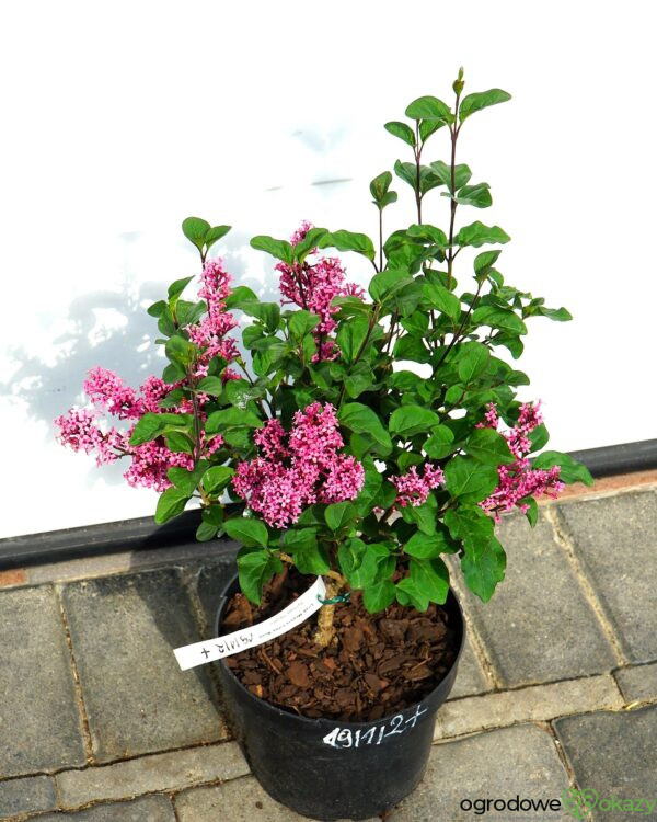 LILAK MEYERA LITTLE ROSIE PBR Syringa meyeri 'Little Rosie' PBR