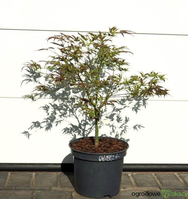 KLON PALMOWY MANYO NO SATO Acer palmatum