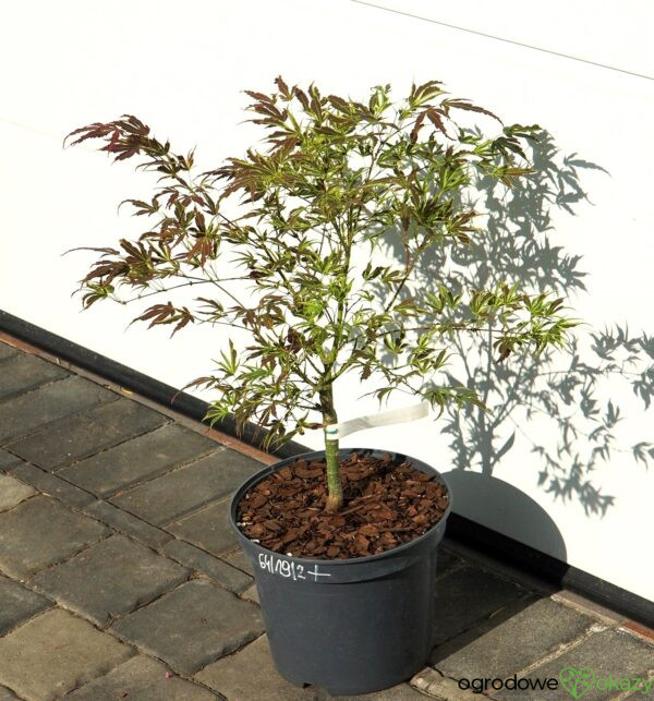 KLON PALMOWY MANYO NO SATO Acer palmatum