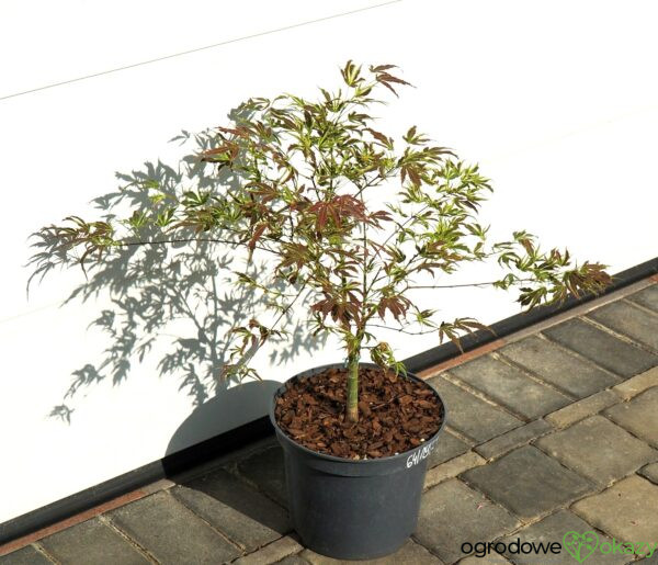 KLON PALMOWY MANYO NO SATO Acer palmatum