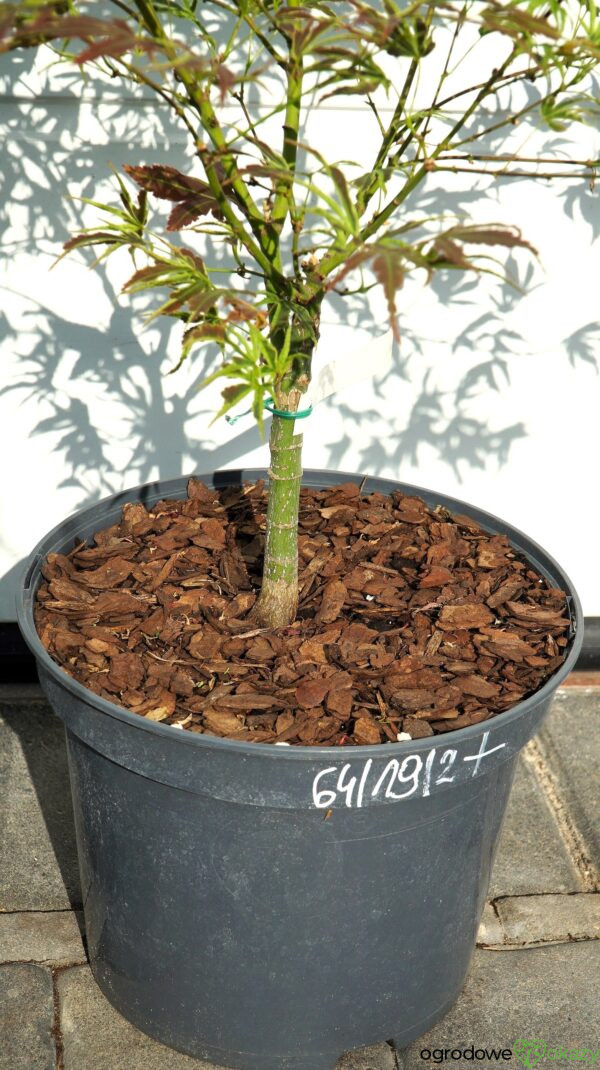 KLON PALMOWY MANYO NO SATO Acer palmatum