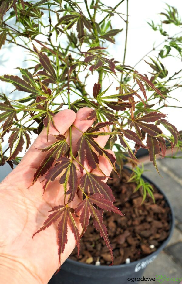 KLON PALMOWY MANYO NO SATO Acer palmatum