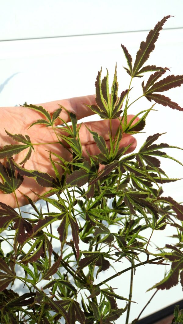 KLON PALMOWY MANYO NO SATO Acer palmatum
