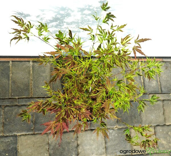 KLON PALMOWY MANYO NO SATO Acer palmatum