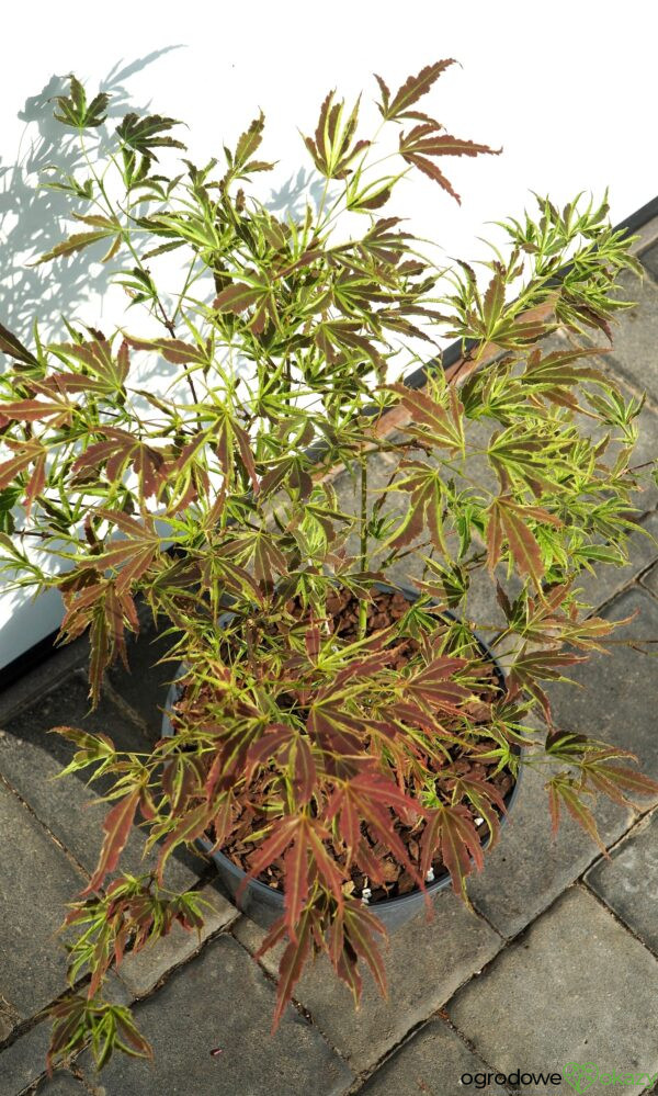 KLON PALMOWY MANYO NO SATO Acer palmatum