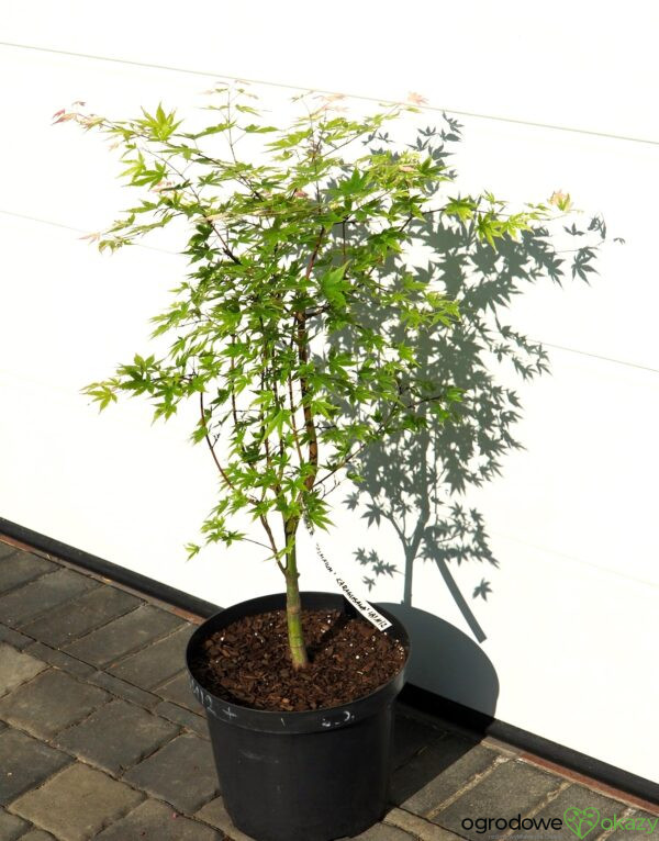 KLON PALMOWY KURASU GAWA Acer palmatum