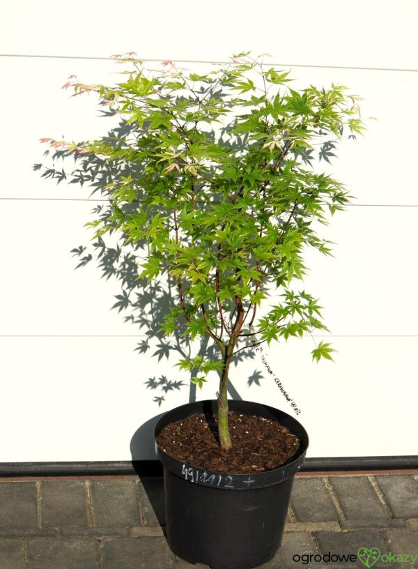 KLON PALMOWY KURASU GAWA Acer palmatum