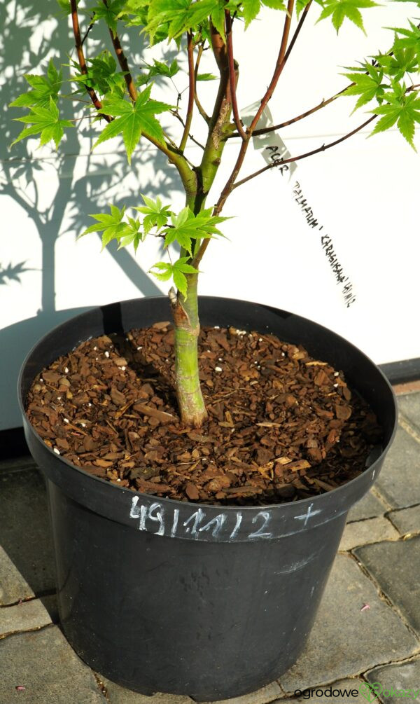 KLON PALMOWY KURASU GAWA Acer palmatum