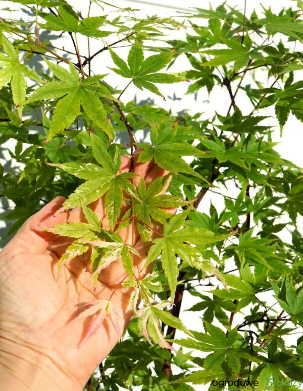 KLON PALMOWY KURASU GAWA Acer palmatum