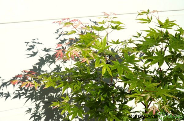KLON PALMOWY KURASU GAWA Acer palmatum