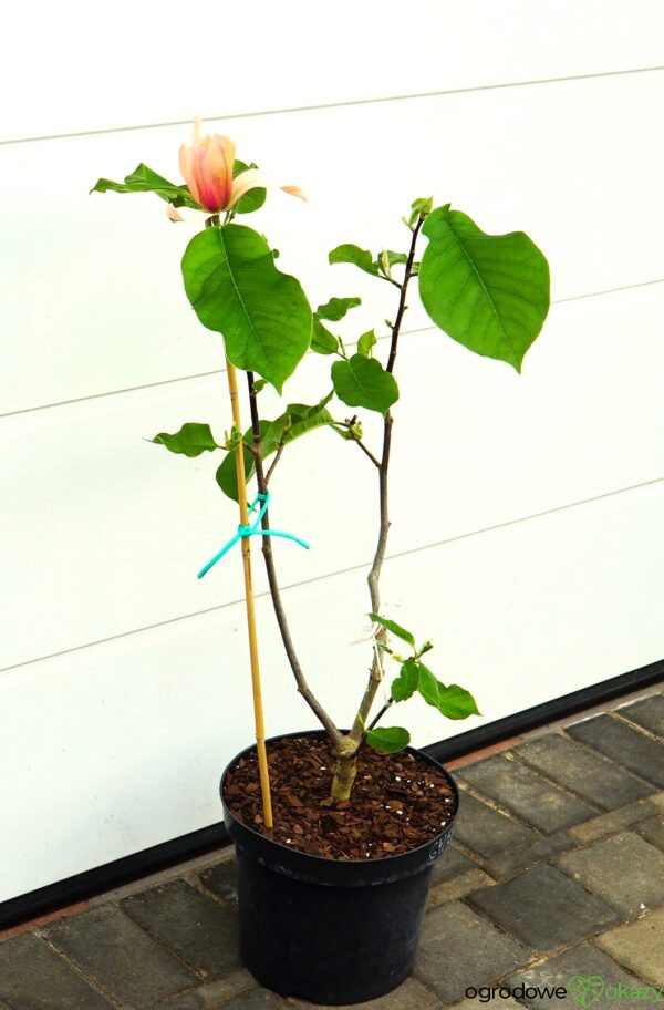MAGNOLIA ROYAL SPLENDOUR