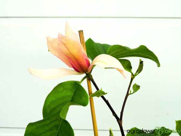 MAGNOLIA ROYAL SPLENDOUR