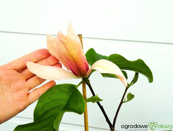 MAGNOLIA ROYAL SPLENDOUR