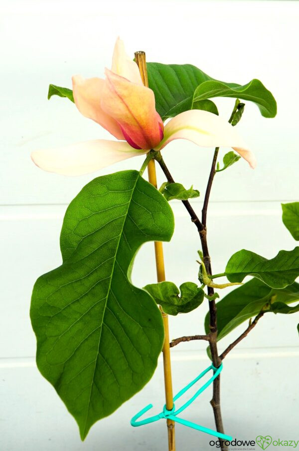 MAGNOLIA ROYAL SPLENDOUR