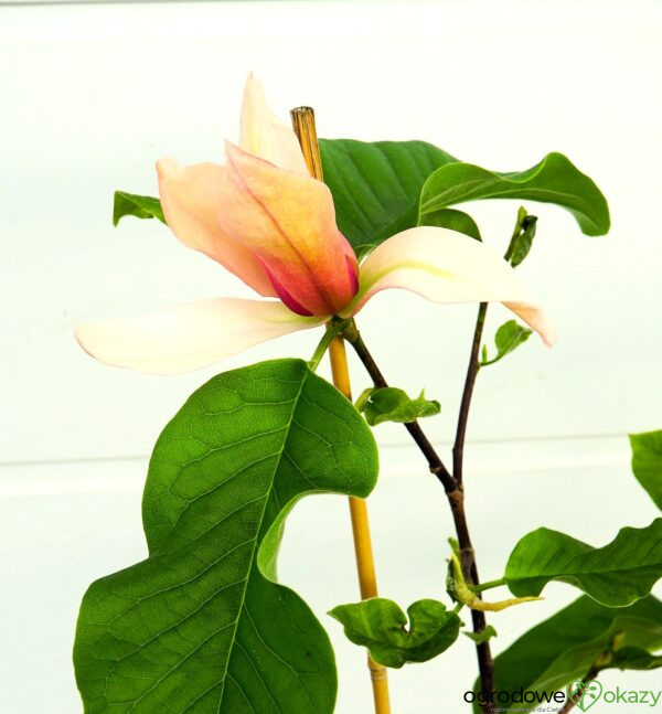 MAGNOLIA ROYAL SPLENDOUR