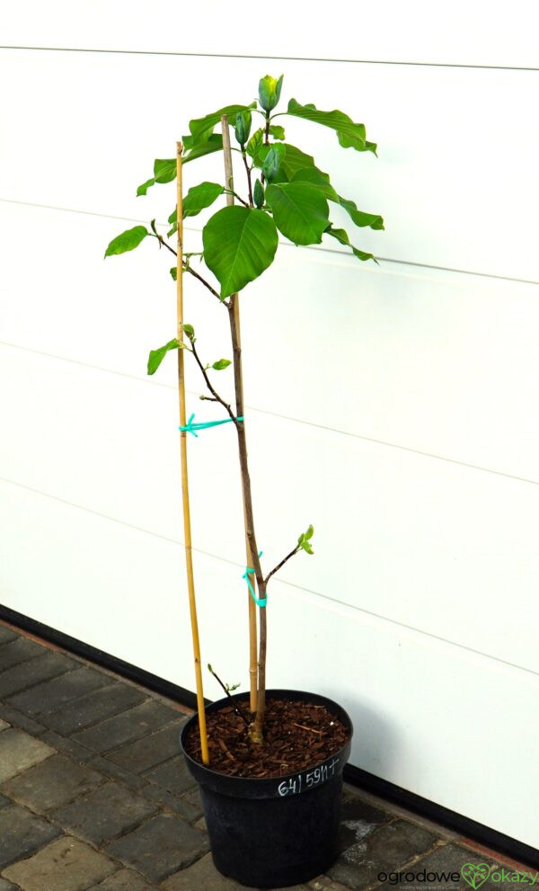 MAGNOLIA DRZEWIASTA BLUE OPAL Magnolia acuminata 'Blue Opal'