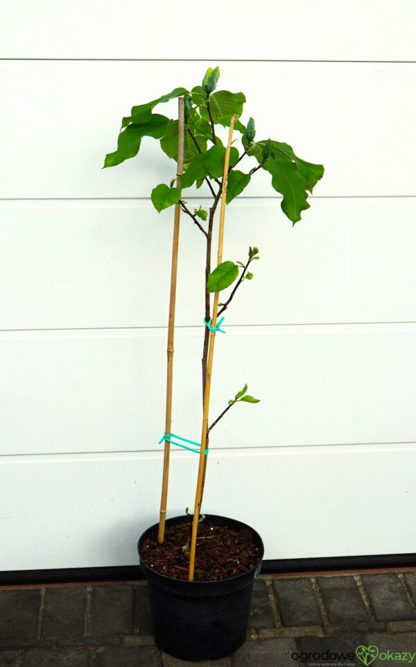 MAGNOLIA DRZEWIASTA BLUE OPAL Magnolia acuminata 'Blue Opal'