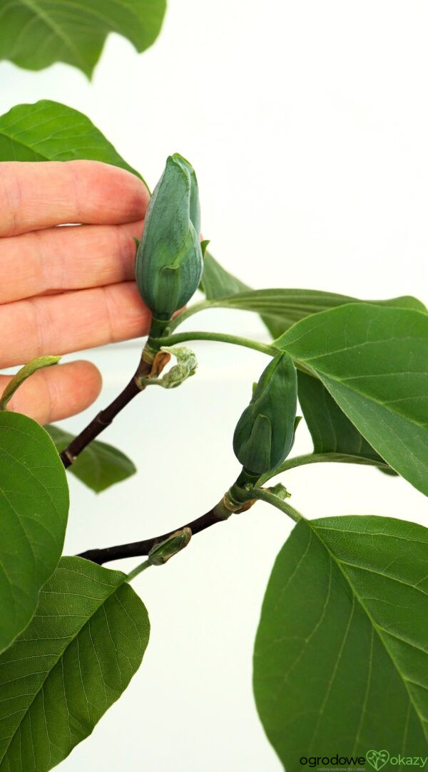 MAGNOLIA DRZEWIASTA BLUE OPAL Magnolia acuminata 'Blue Opal'