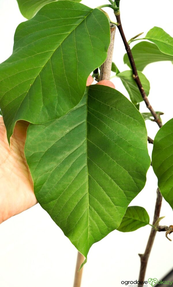 MAGNOLIA DRZEWIASTA BLUE OPAL Magnolia acuminata 'Blue Opal'
