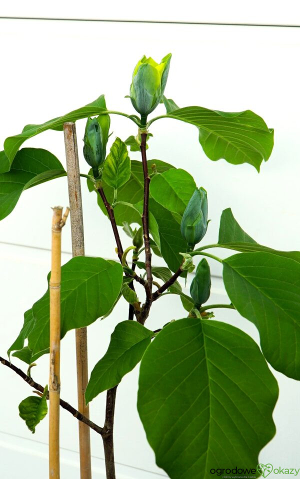 MAGNOLIA DRZEWIASTA BLUE OPAL Magnolia acuminata 'Blue Opal'