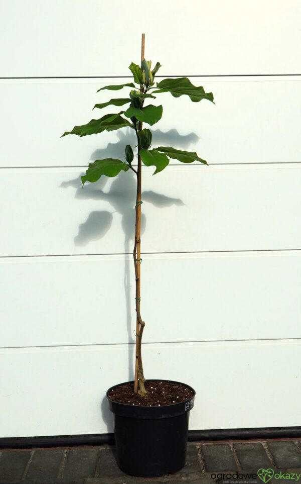 MAGNOLIA DRZEWIASTA BLUE OPAL Magnolia acuminata 'Blue Opal'