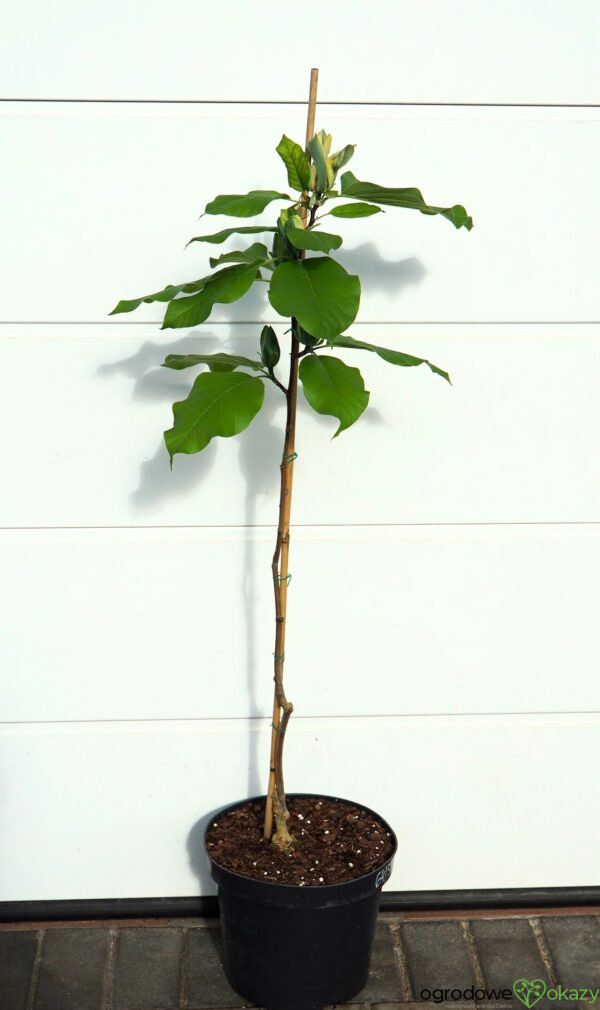 MAGNOLIA DRZEWIASTA BLUE OPAL Magnolia acuminata 'Blue Opal'