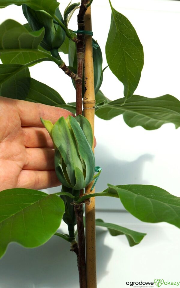 MAGNOLIA DRZEWIASTA BLUE OPAL Magnolia acuminata 'Blue Opal'
