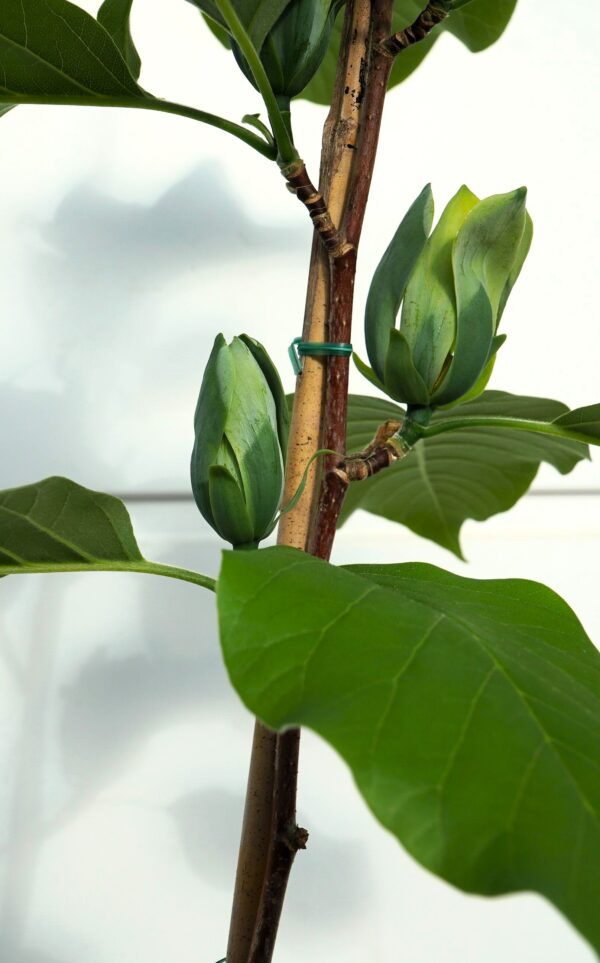 MAGNOLIA DRZEWIASTA BLUE OPAL Magnolia acuminata 'Blue Opal'