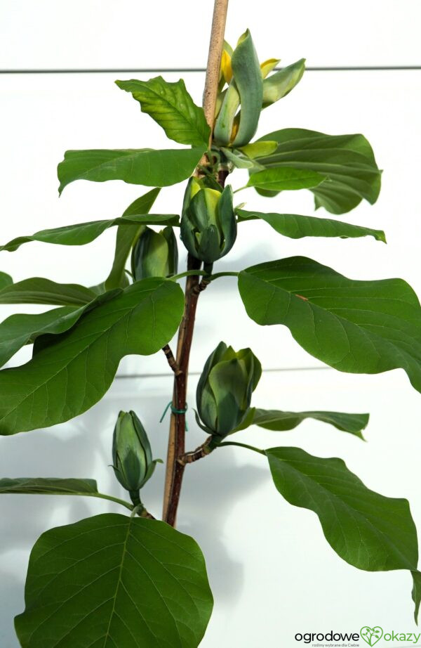 MAGNOLIA DRZEWIASTA BLUE OPAL Magnolia acuminata 'Blue Opal'