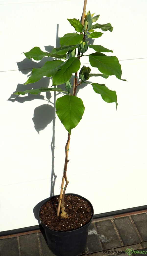 MAGNOLIA DRZEWIASTA BLUE OPAL Magnolia acuminata 'Blue Opal'
