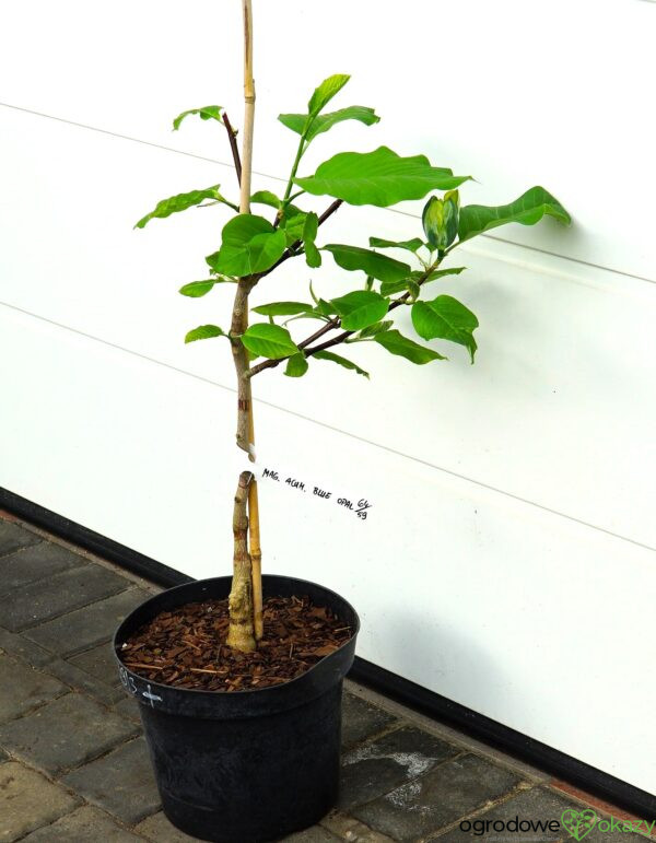 MAGNOLIA DRZEWIASTA BLUE OPAL Magnolia acuminata 'Blue Opal'