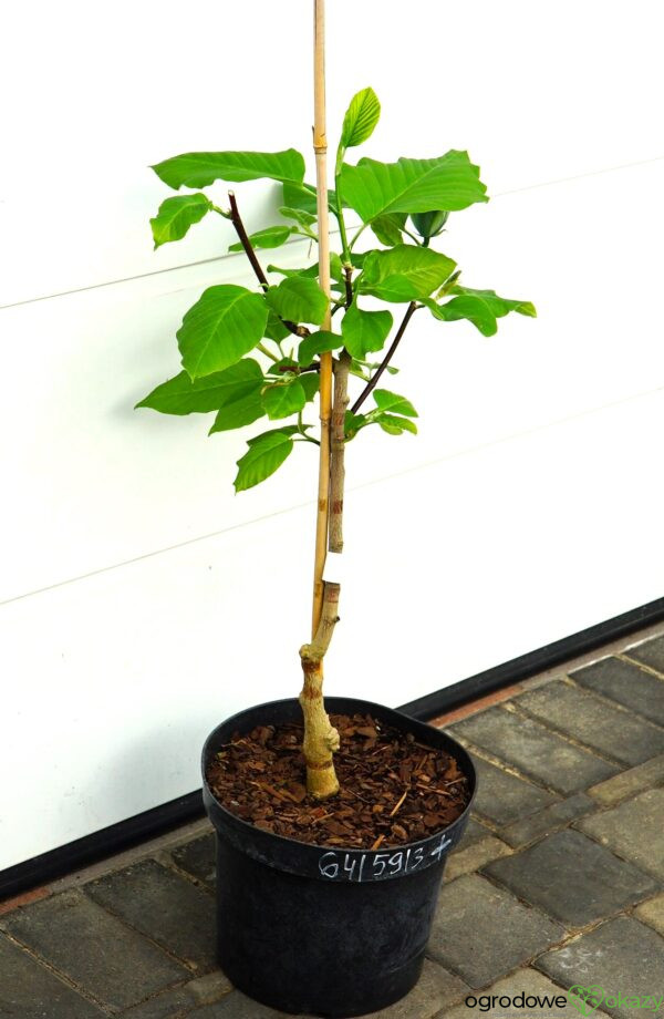 MAGNOLIA DRZEWIASTA BLUE OPAL Magnolia acuminata 'Blue Opal'