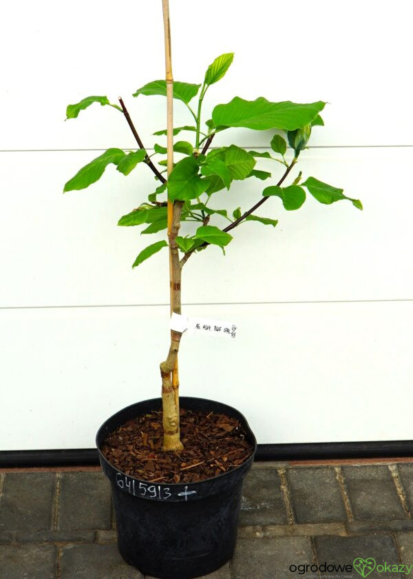 MAGNOLIA DRZEWIASTA BLUE OPAL Magnolia acuminata 'Blue Opal'