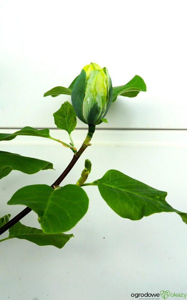 MAGNOLIA DRZEWIASTA BLUE OPAL Magnolia acuminata 'Blue Opal'