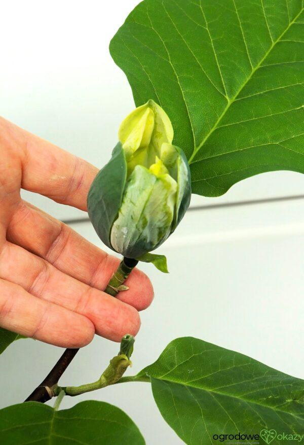 MAGNOLIA DRZEWIASTA BLUE OPAL Magnolia acuminata 'Blue Opal'