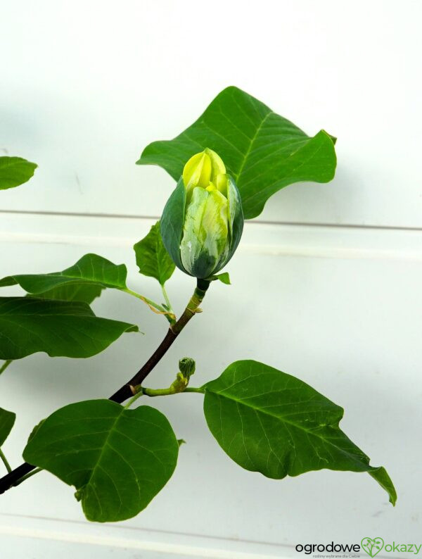 MAGNOLIA DRZEWIASTA BLUE OPAL Magnolia acuminata 'Blue Opal'