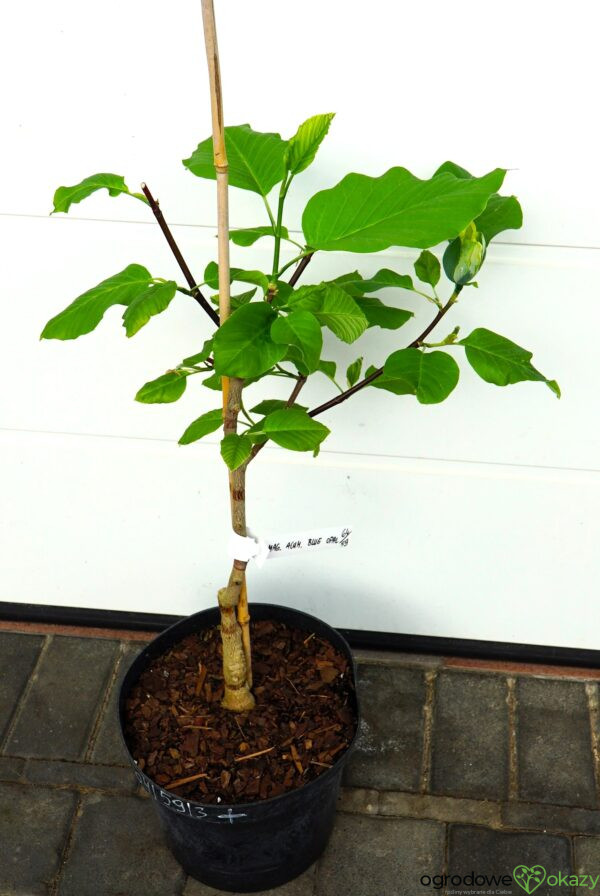 MAGNOLIA DRZEWIASTA BLUE OPAL Magnolia acuminata 'Blue Opal'