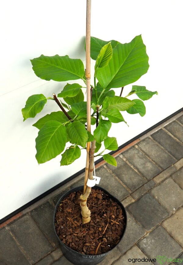 MAGNOLIA DRZEWIASTA BLUE OPAL Magnolia acuminata 'Blue Opal'