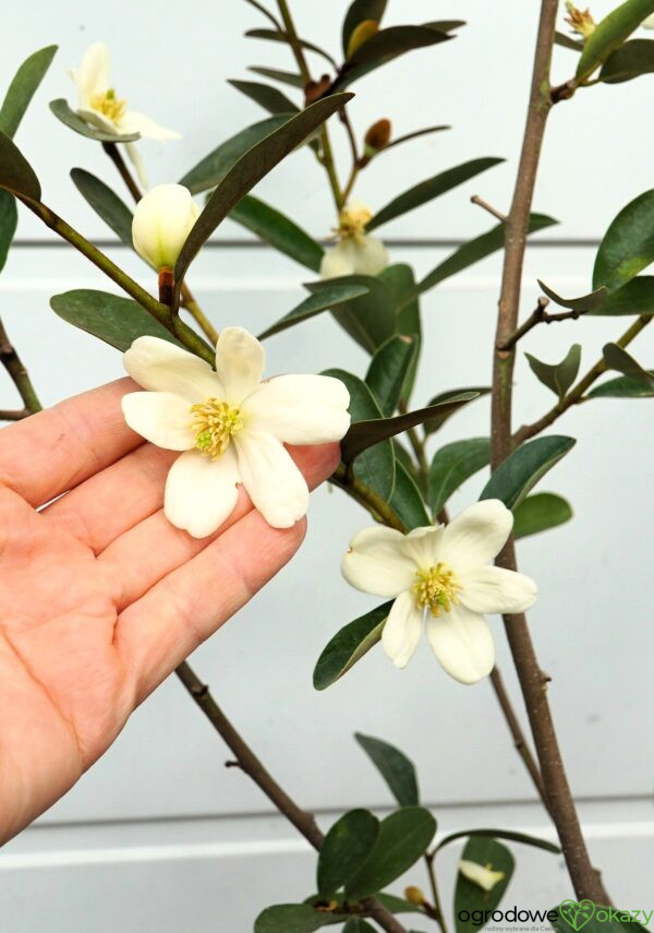 MAGNOLIA LAEVIFOLIA VANILLA PEARLS 'GCCHU2008' Magnolia laevifolia Vanilla Pearls ('GCCHU2008'PBR)