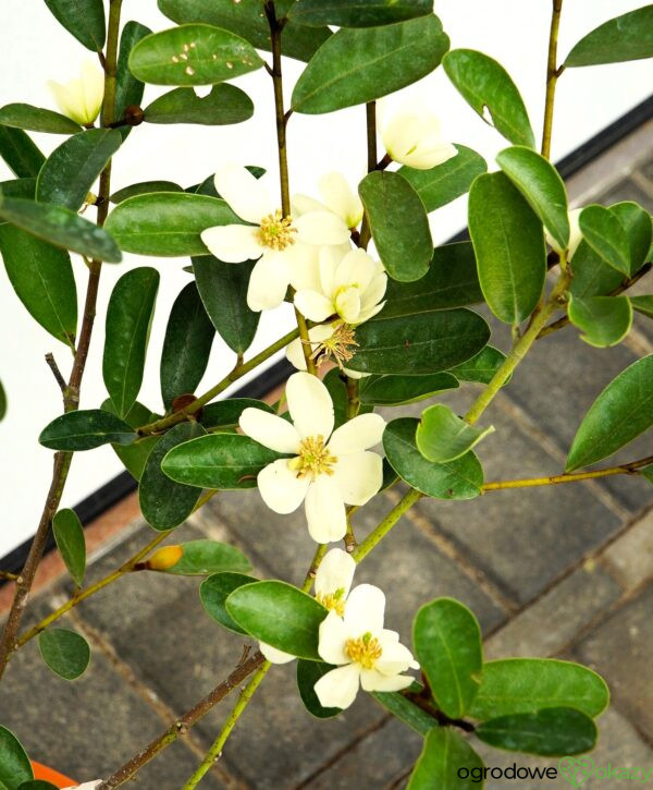 MAGNOLIA LAEVIFOLIA VANILLA PEARLS 'GCCHU2008' Magnolia laevifolia Vanilla Pearls ('GCCHU2008'PBR)