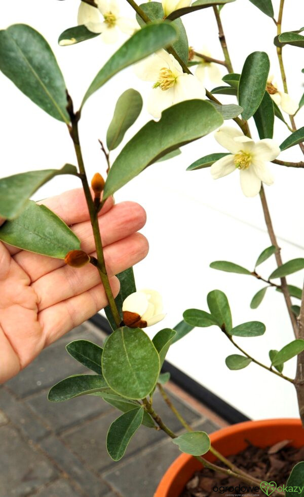 MAGNOLIA LAEVIFOLIA VANILLA PEARLS 'GCCHU2008' Magnolia laevifolia Vanilla Pearls ('GCCHU2008'PBR)