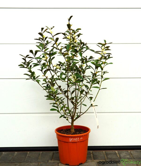 MAGNOLIA LAEVIFOLIA VANILLA PEARLS 'GCCHU2008' Magnolia laevifolia Vanilla Pearls ('GCCHU2008'PBR)